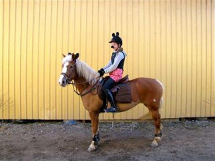 Haflinger Laura billede 20