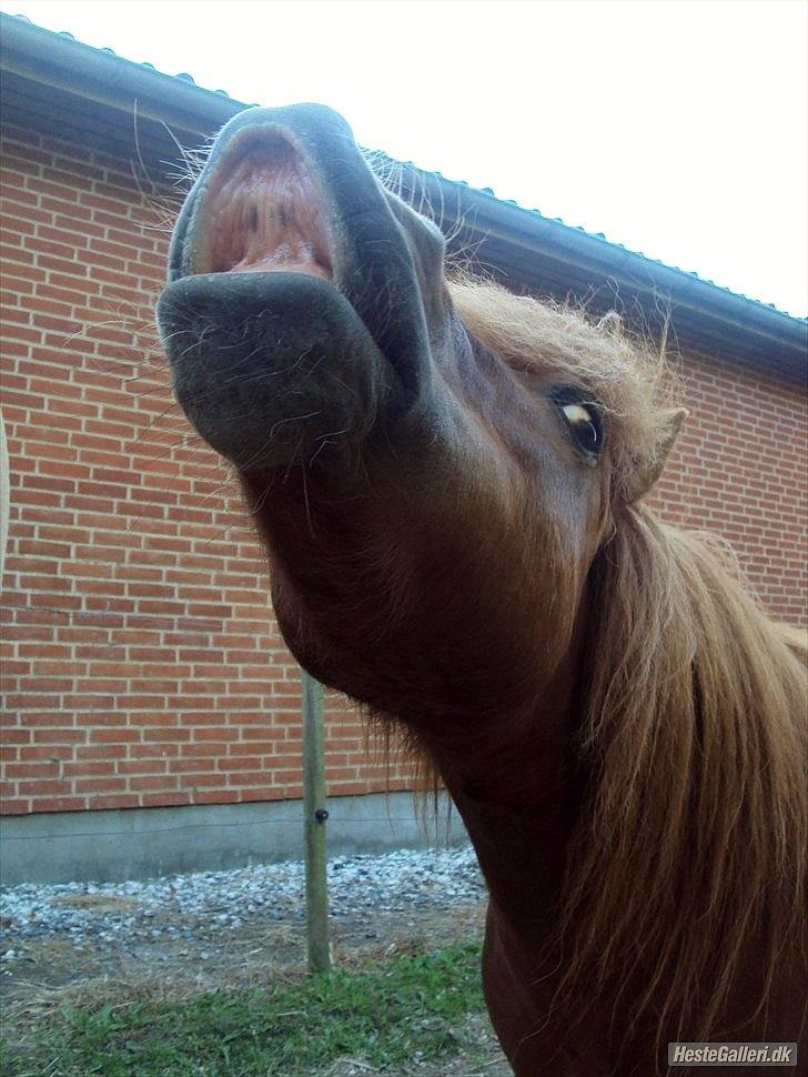Shetlænder ranaldi  Solgt billede 11