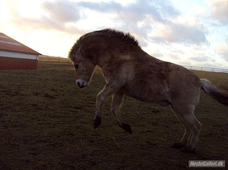 Fjordhest Gårdens riki aflivet:(himmelhest billede 20