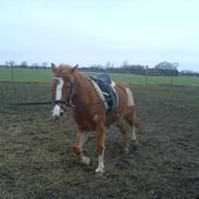 Anden særlig race Cherrie<3 [Min Part]