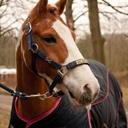 Anden særlig race Lucas 