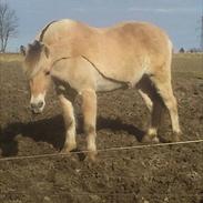 Fjordhest Stald Valhallas Thrym