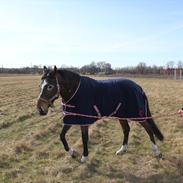 Hollandsk Varmblod Weren