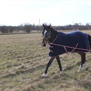 Hollandsk Varmblod Weren