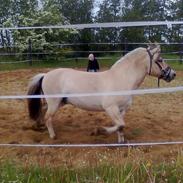 Fjordhest llucas Tidl hest