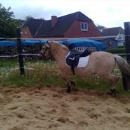 Fjordhest llucas Tidl hest