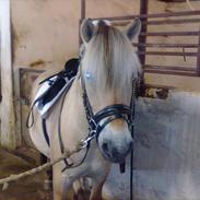 Fjordhest llucas Tidl hest