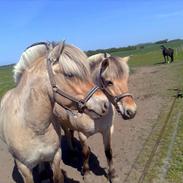 Fjordhest llucas Tidl hest