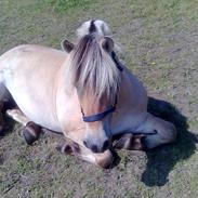 Fjordhest llucas Tidl hest