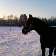 Oldenborg Ronaldo af Moselund