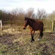 Anden særlig race Pergynt D.2.