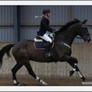 Dansk Varmblod Cornell