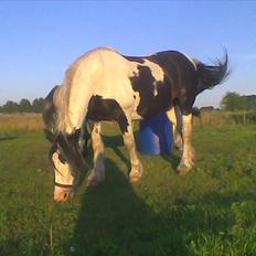 Irish Cob Crossbreed Gucci - tidl. Siff