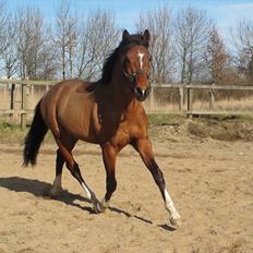 Holstener Chance (solgt)