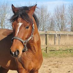 Holstener Chance (solgt)