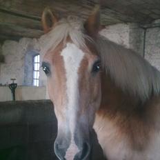 Haflinger Schæfferi-Gårdens Nimbus