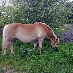 Haflinger Schæfferi-Gårdens Nimbus