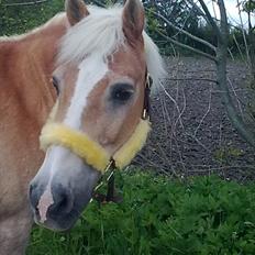 Haflinger Schæfferi-Gårdens Nimbus