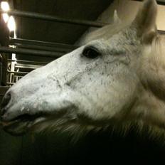 Anden særlig race Filur