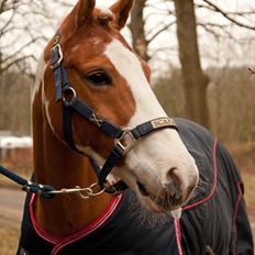 Anden særlig race Lucas 