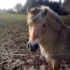 Fjordhest Tarzan (gamle part)