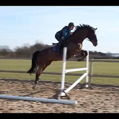 Dansk Varmblod MØGELMOSEGÅRD'S LE MAN