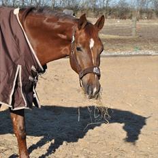 Hollandsk Varmblod Zafira