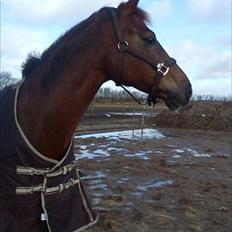 Hollandsk Varmblod Zafira