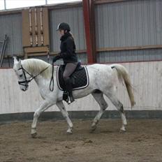 Arabisk fuldblod (OX) Habibi