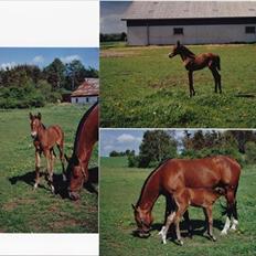 Dansk Varmblod Alicia