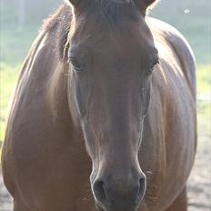 Anden særlig race Amanda