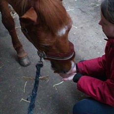 Hollandsk Sportspony Jannus