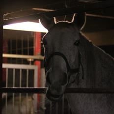 Dansk Varmblod Ginnerup Lo-Ann *RDH 5141*
