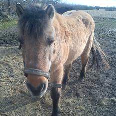 Anden særlig race Blinka<3