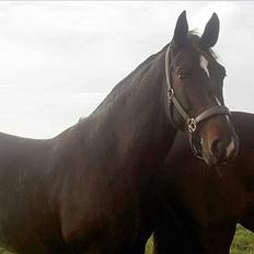 Oldenborg Altair Kikmose