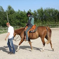 Anden særlig race Kløvermarkens Nikita