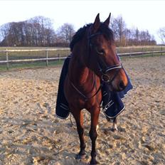 Dansk Varmblod Ringsdalsgaards Chateaux - Solgt!