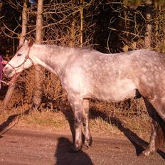 Welsh Partbred (Sec F) Shimano