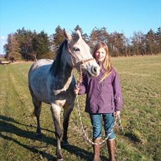 Welsh Partbred (Sec F) Shimano