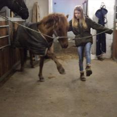 Anden særlig race Alvin [Trickspony]