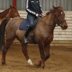 Anden særlig race Minali