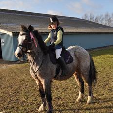 Welsh Mountain (sec A) Dolly