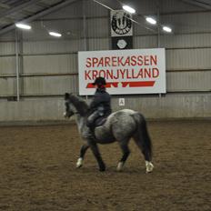 Welsh Mountain (sec A) Dolly