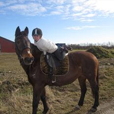 Anden særlig race bella R.I.P elskede hest