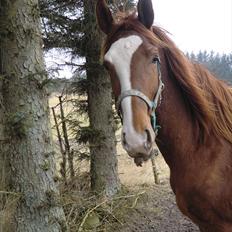 Dansk Varmblod trindbjerggårds lapazio