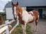 Pinto magnus<3 aflivet:( - fravel en sidste gang min skat 