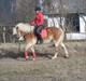 Haflinger Boline Bendroff