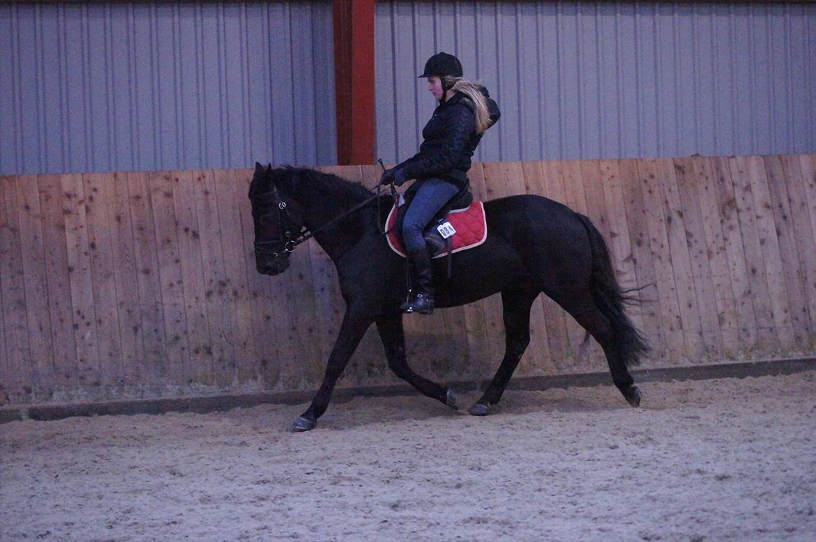 Anden særlig race SCIROCCO | SOLGT billede 19