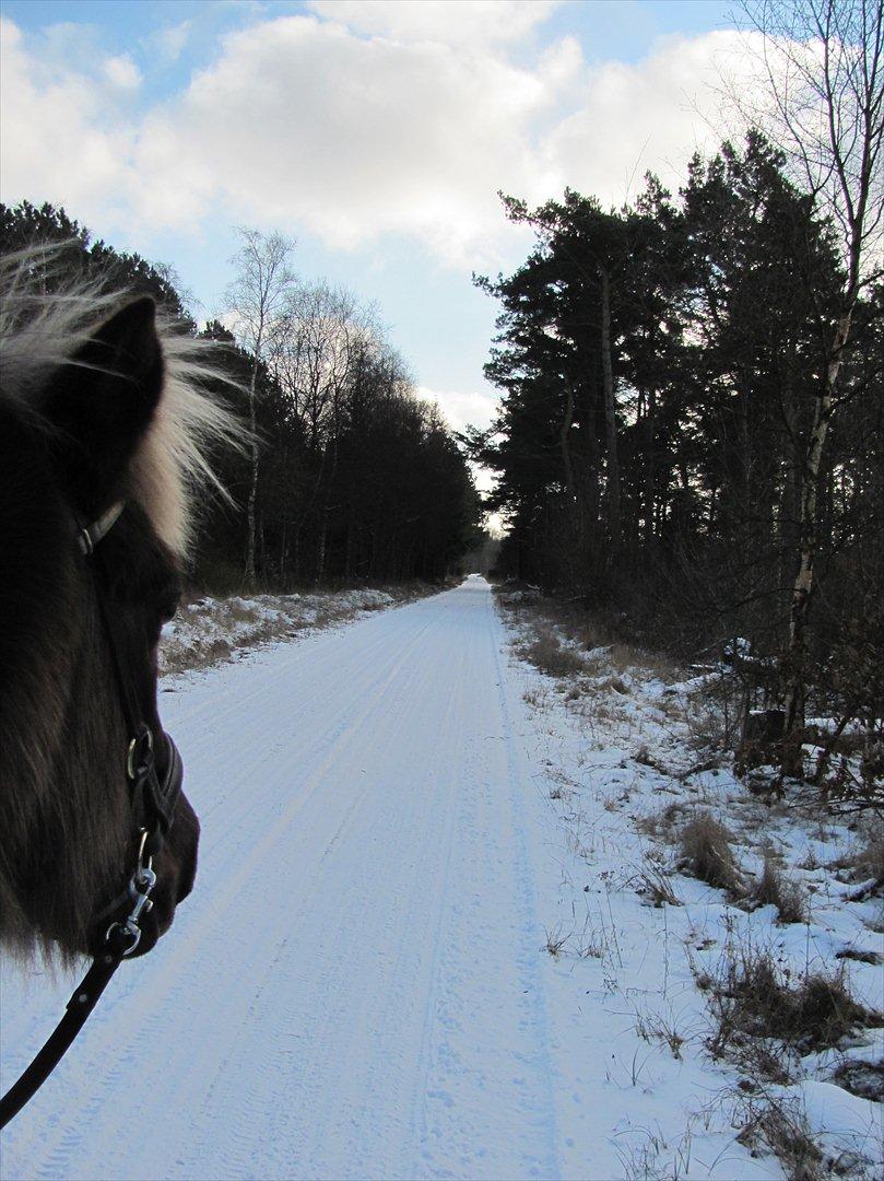 Islænder Brynja fra Höskuldsstöðum - På skovtur i juleferien - første gang jeg red hende alene og med bidløs trense. Skøn tur! billede 9