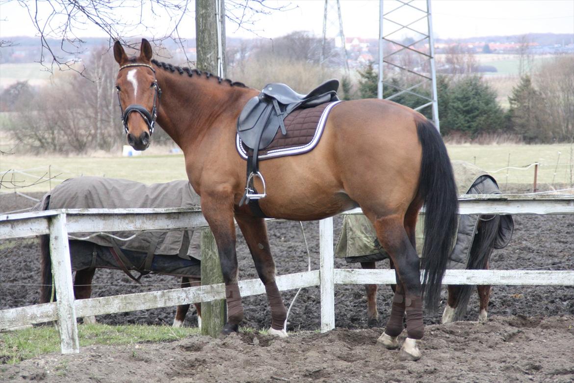 Anden særlig race Sunny -min solstråle<3 - model sunny <3 billede 12